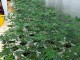 La Policía desmantela en Hellín una instalación con 200 plantas de marihuana