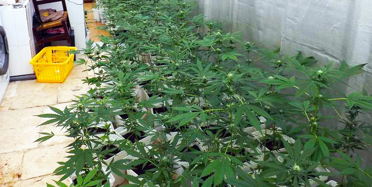 La Policía desmantela en Hellín una instalación con 200 plantas de marihuana