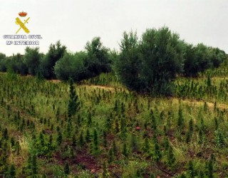 La Guardia Civil realiza la mayor incautación de plantas de marihuana de España en un pueblo de Albacete