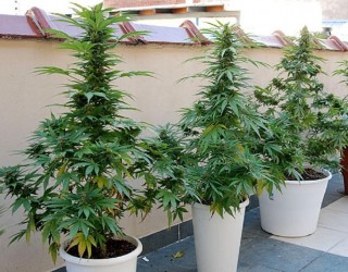 La Guardia Civil interviene ocho plantas de marihuana que una vecina de Molinicos cultivaba en una terraza
