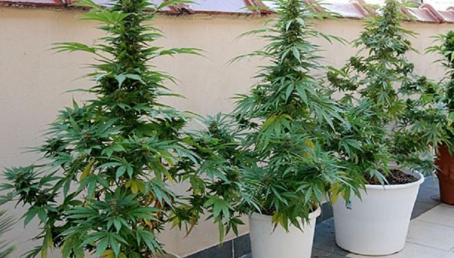 La Guardia Civil interviene ocho plantas de marihuana que una vecina de Molinicos cultivaba en una terraza