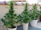 La Guardia Civil interviene ocho plantas de marihuana que una vecina de Molinicos cultivaba en una terraza