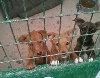 Una campaña de sensibilización de la Asociación “San Francisco de Asís” evitará que  20 perros sean sacrificados