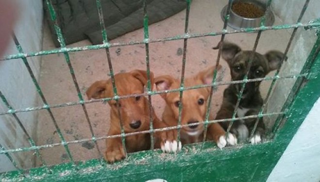 Una campaña de sensibilización de la Asociación “San Francisco de Asís” evitará que  20 perros sean sacrificados