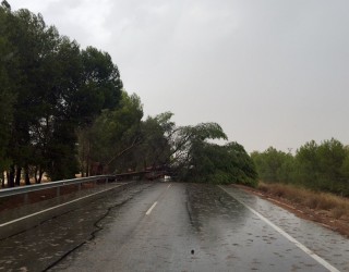 A causa de la tormenta un pino cayó sobre la carretera N-301