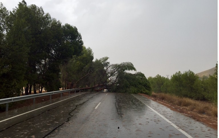 A causa de la tormenta un pino cayó sobre la carretera N-301