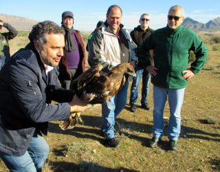 Un águila real y un cernícalo común vuelven a volar en libertad tras ser recuperados de sus lesiones