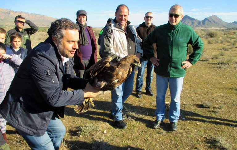 Un águila real y un cernícalo común vuelven a volar en libertad tras ser recuperados de sus lesiones