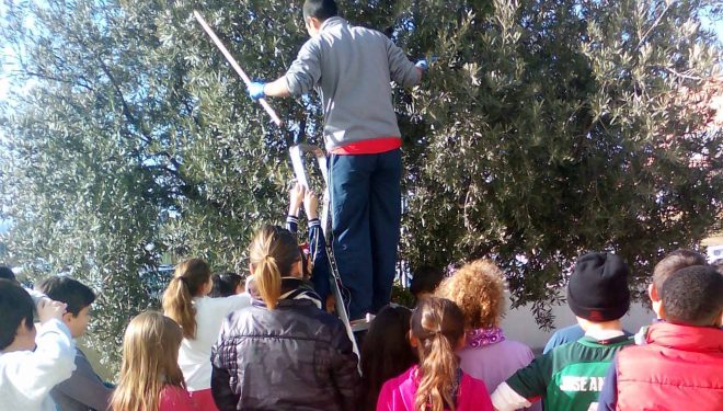 Los alumnos del CEIP La Olivarera participan en la recogida de la aceituna