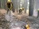 Intoxicados varios bomberos forestales de Geacam, que trabajaban en el incendio de Yeste, tras comer bocadillos en mal estado