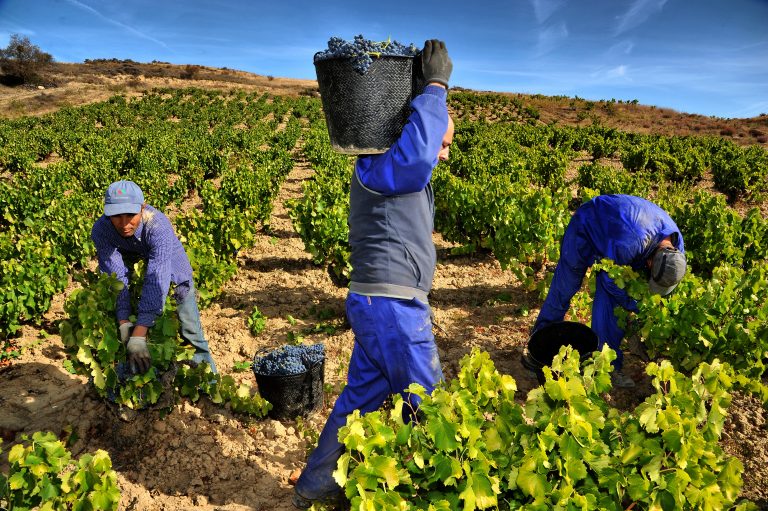 Se adelanta la vendimía por causa del calor y la sequía