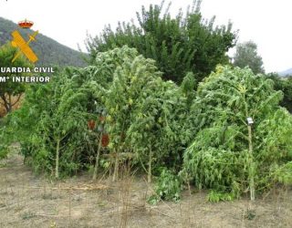 Detenido un vecino de Yeste por cultivar marihuana