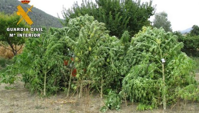 Detenido un vecino de Yeste por cultivar marihuana