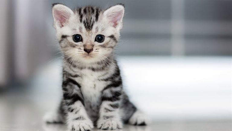 Los avatares del gato