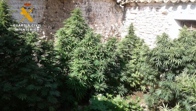 La Guardia Civil de Albacete ha incautado 1.700 kilos de “cannabis sativa” desde el pasado mes de junio