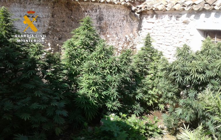 La Guardia Civil de Albacete ha incautado 1.700 kilos de “cannabis sativa” desde el pasado mes de junio