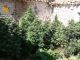 La Guardia Civil de Albacete ha incautado 1.700 kilos de “cannabis sativa” desde el pasado mes de junio