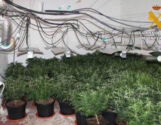 La Guardia Civil detiene a dos personas por cultivar marihuana en una vivienda deshabitada de Albatana