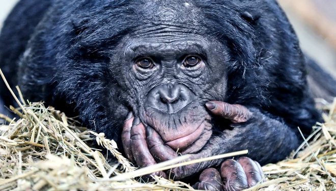 Hacia una sociedad bonobo