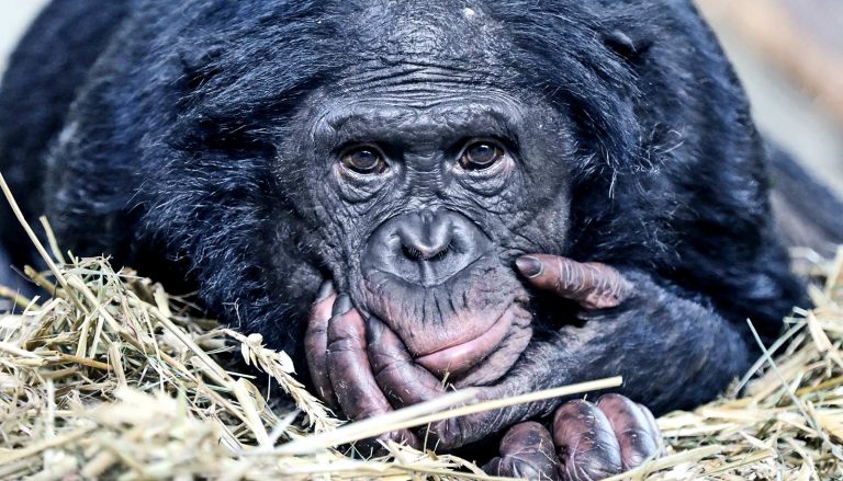 Hacia una sociedad bonobo
