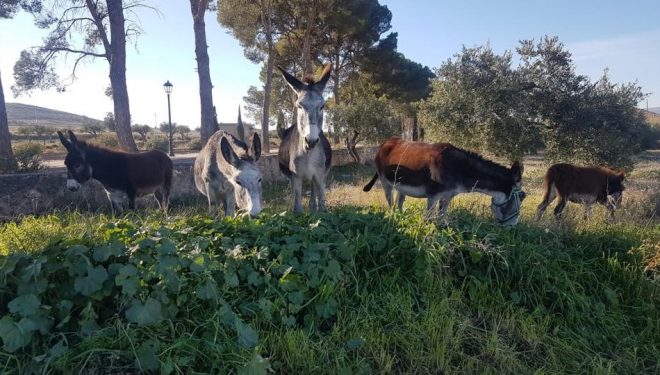 Cinco burros sueltos en las cercanías del Cementerio Municipal