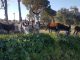Cinco burros sueltos en las cercanías del Cementerio Municipal