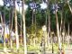 La remodelación del Parque municipal exige la tala del 47% de los pinos existentes