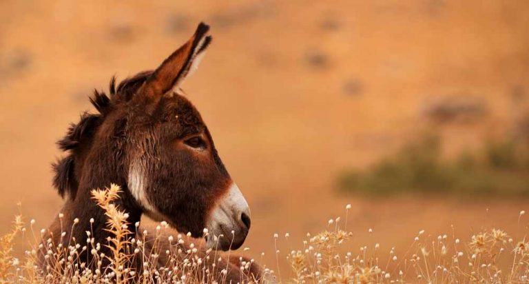 En desagravio del burro