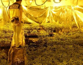 Detenidos los siete integrantes de una organización criminal internacional dedicada al tráfico de “Cannabis”