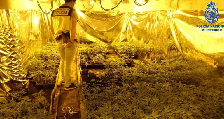 Detenidos los siete integrantes de una organización criminal internacional dedicada al tráfico de “Cannabis”