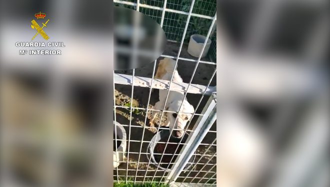 Maltrato animal en un criadero de perros clandestino y abandonado en Nerpio