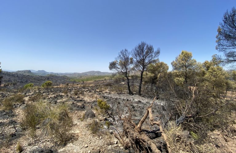 ¿Quién quema los montes de Hellín?
