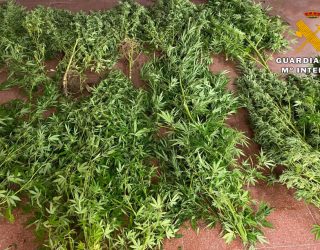 Detenida una persona por cultivar plantas de marihuana en Socovos