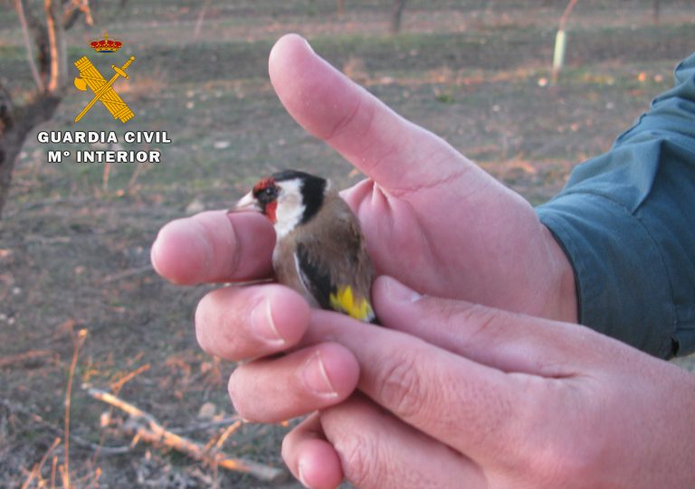 Dos personas investigadas por capturar pájaros silvestres con medios prohibidos