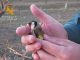 Dos personas investigadas por capturar pájaros silvestres con medios prohibidos