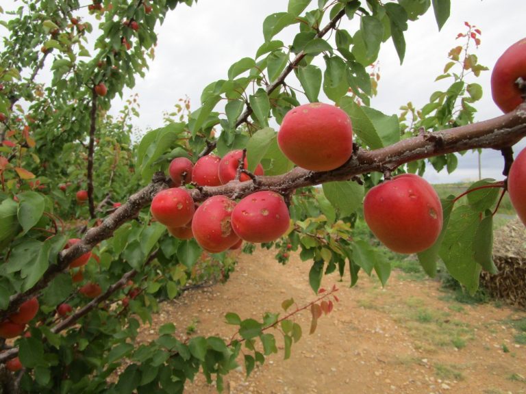 El próximo 20 de enero finaliza el periodo de contratación del seguro de frutales en la provincia de Albacete