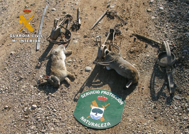 La Guardia Civil interviene tres cepos para la captura de pequeños mamíferos el término municipal de Hellín