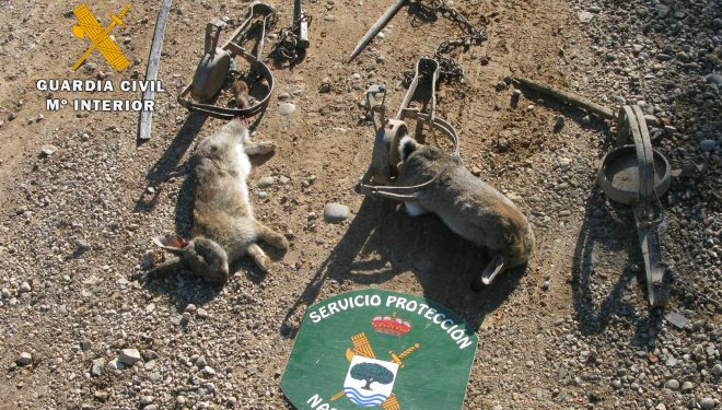La Guardia Civil interviene tres cepos para la captura de pequeños mamíferos el término municipal de Hellín
