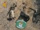 La Guardia Civil interviene tres cepos para la captura de pequeños mamíferos el término municipal de Hellín