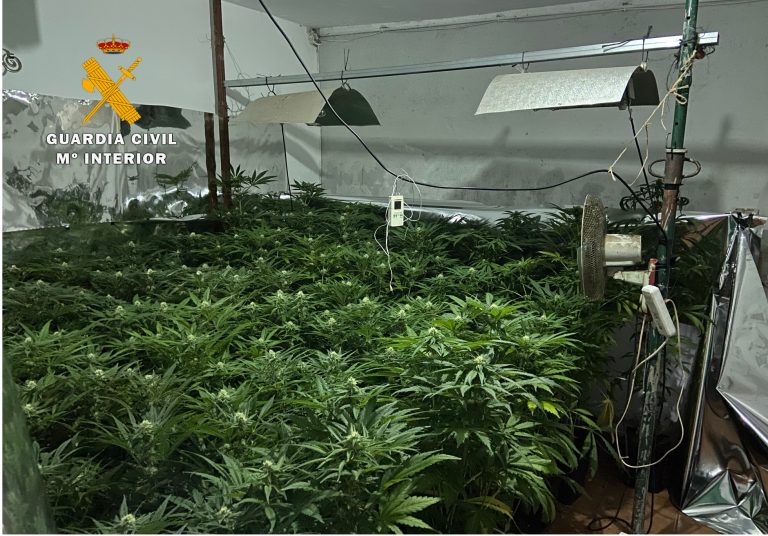 Detenida una persona y desmantelado un punto de cultivo indoor de cannabis sativa en Molinicos