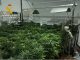 Detenida una persona y desmantelado un punto de cultivo indoor de cannabis sativa en Molinicos