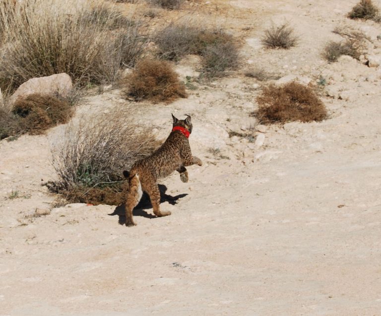 Se activa un dispositivo de seguimiento y control sobre ‘Quastellana”, una hembra lince