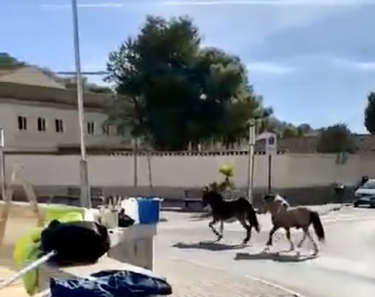 Agentes de la Policía Local retiran un asno y un poni de las calles de la ciudad