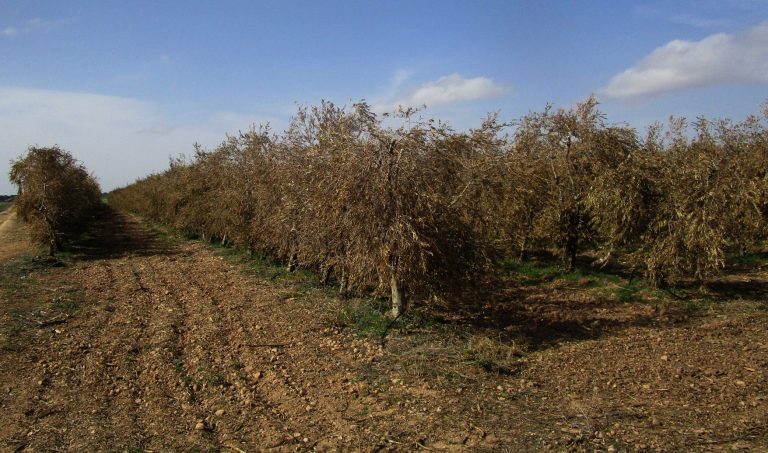 Seis explotaciones agrícolas del municipio de Hellín beneficiadas por El MAPA