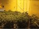 Detenidas tres personas e investigadas otras tres por cultivo “indoor” de marihuana en Tobarra