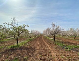 Los regantes hellineros, tras años de luchar por sus derechos, pronto verán cumplidos sus justos anhelos