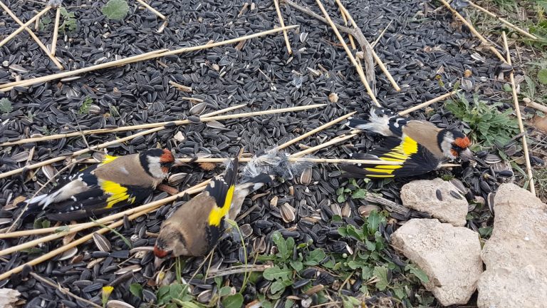 Cinco personas investigadas por la caza ilegal de jilgueros en Albacete