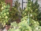 Detenidas en Hellín dos personas por cultivo de cannabis
