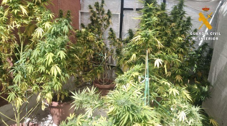 Detenidas en Hellín dos personas por cultivo de cannabis