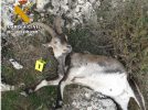 Investigan a cuatro personas por furtivismo de caza en los términos municipales de Nerpio y Tobarra